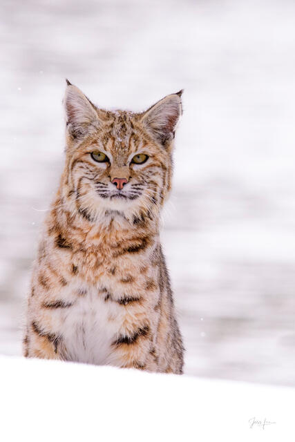 Bobcat sitting upright in deep Yellowstone snow with direct eye contact, prominent tufted ears and spotted facial markings against a white winter background, 
