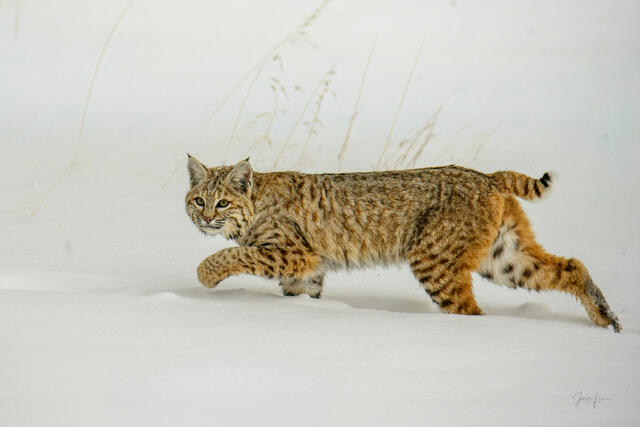 Bobcat Photography Prints — Yellowstone National Park Wildlife