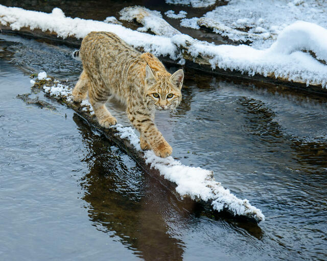 High-angle photograph of a bobcat balancing on a snow-covered log spanning a dark, moving river, with sharp reflections visible in the water.