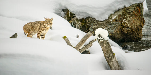 Bobcat appearing small within a vast Yellowstone winter landscape of snow-covered rocks and fallen logs along the Madison River in January, by Jess Lee