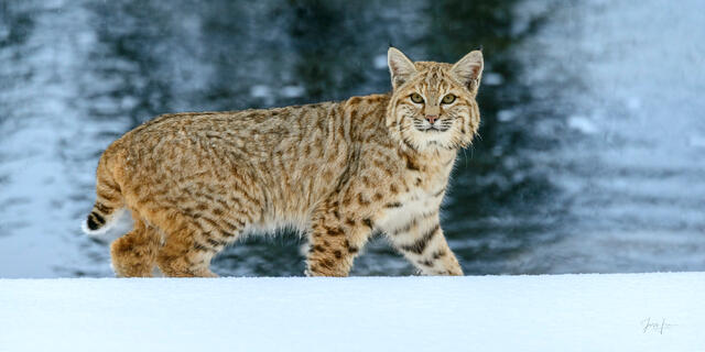 Bobcat standing alert on a snow-covered rocky outcrop in Yellowstone National Park in January, side profile showing tufted ears and spotted coat against winter
