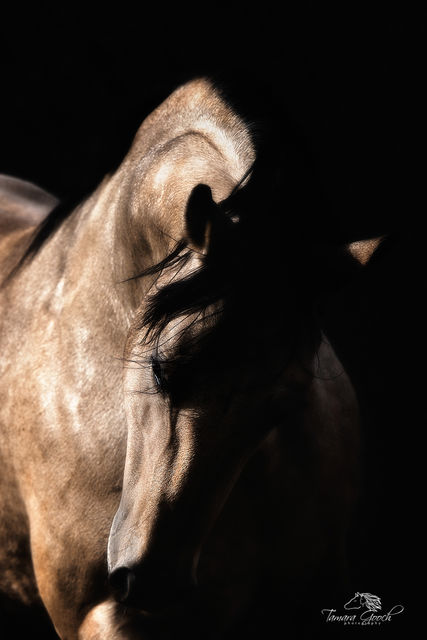 Buckskin Stallion Photo TDG2047_5459
