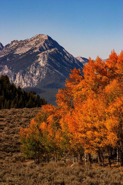 Autumn Flame in The Sawtooths