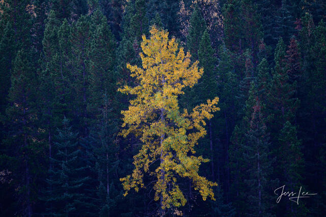 Beautiful picture of    in the Canadian Rockies for sale as a fine art photography  print.