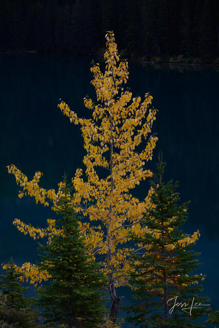 Beautiful picture of Autumn Color Banff in the Canadian Rockies for sale as a fine art photography print.