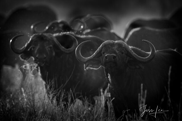 Cape Buffalo Herd