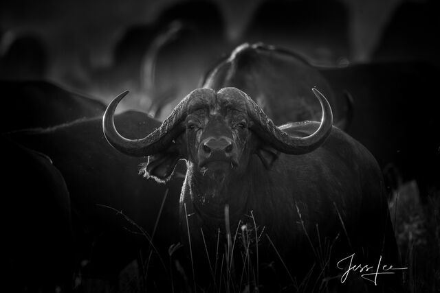 Black & White African Wildlife Photography Prints