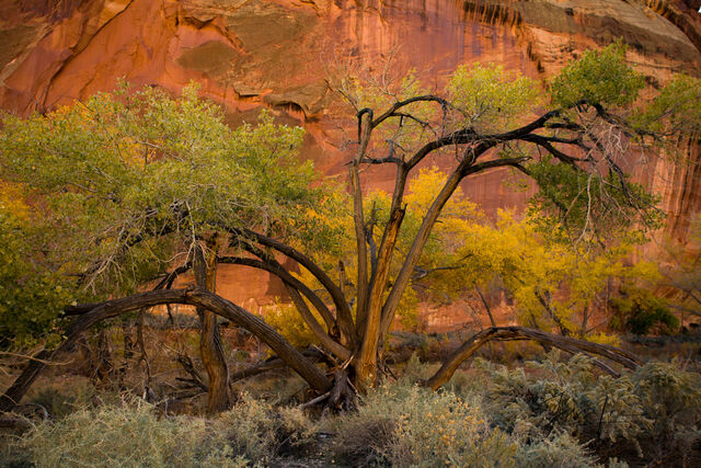 Capitol Reef Tree Picture in Fall