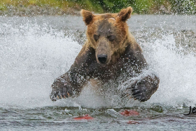 Alaska Bear photography Workshop