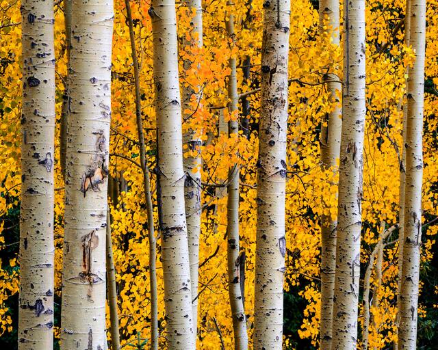 Beautiful Fine Art, Colorado, Photography, Print,  High Quality, Wall Art, tree, photo, print,