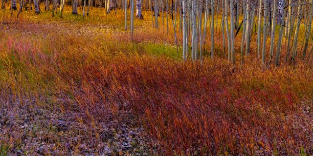 Beautiful Fine Art Colorado Photography Print.  High Quality Wall Art photo,