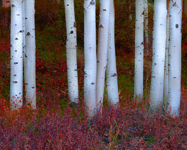 Beautiful, Fine Art Colorado Photography Print.  High Quality Wall ArtColorado, photo, print, tree, photography,
