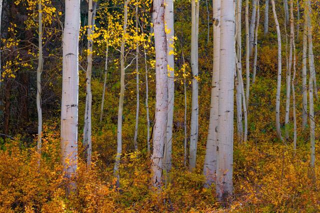 Beautiful Fine Art Colorado Photography Print.  High Quality Wall Art, Colorado, photo, print,