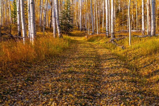 Beautiful Fine Art Colorado Photography Print.  High Quality Wall Art photo,