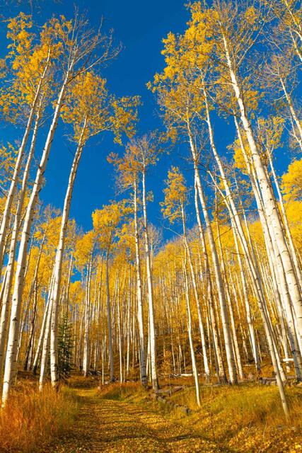Beautiful, Fine Art, Colorado Photography, Print.  High Quality, Wall Art, Photo,