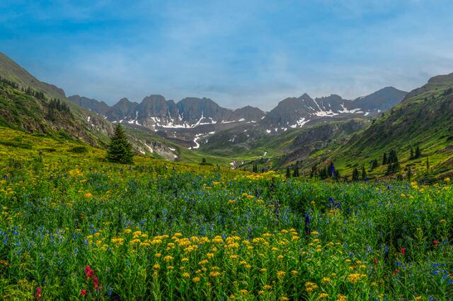 Colorado, photo, print, photograph of mountain spring flowers,