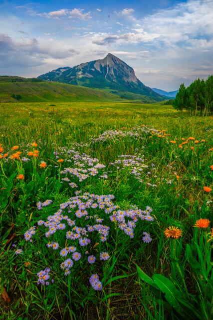 Colorado, photo, print, flowers, alpine, 