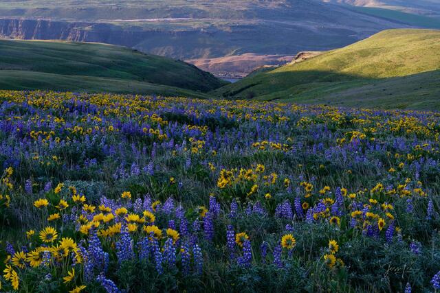 Spring flower photography landscape print.