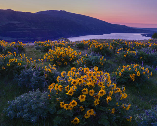 Spring Bloom on the Columbia River