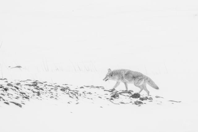 Coyote Photo 