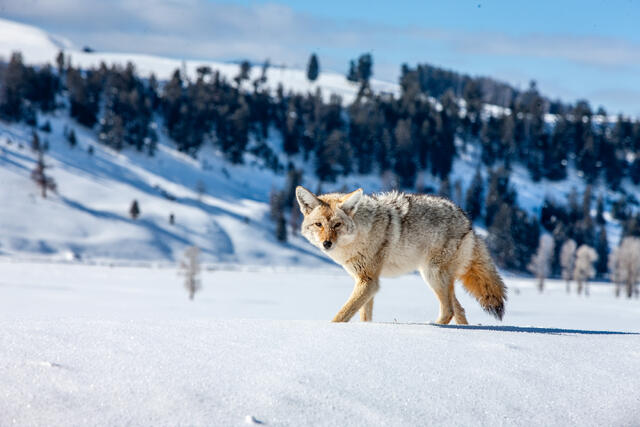 Coyote Photograph 2