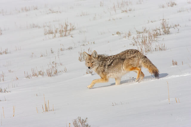 Coyote Photo 