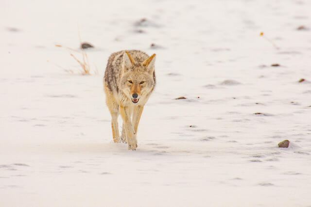 Coyote Photograph