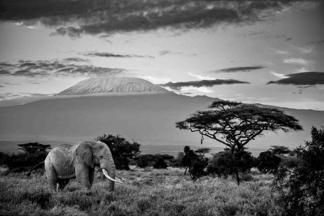 Elephant Photography in Black and White Prints