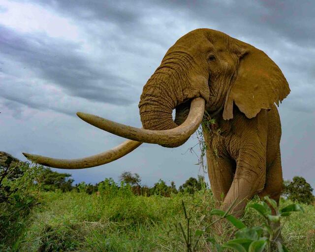 Super Tusker Just grabbing a snack