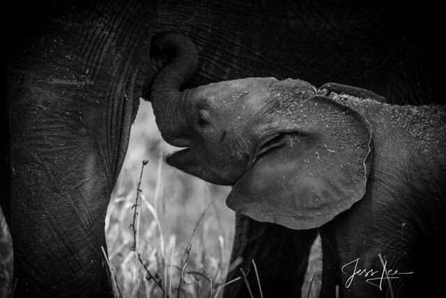 Elephant Baby and Mom