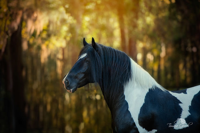 Florida Gypsy Vanner Stallion Photo GVAL_4644