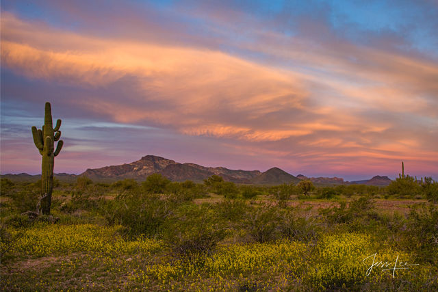 Photo of Spring flowers blooming across the Arizona landscape. Desert Photography Print