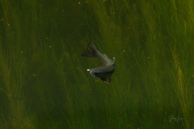 The Fly and The Fish