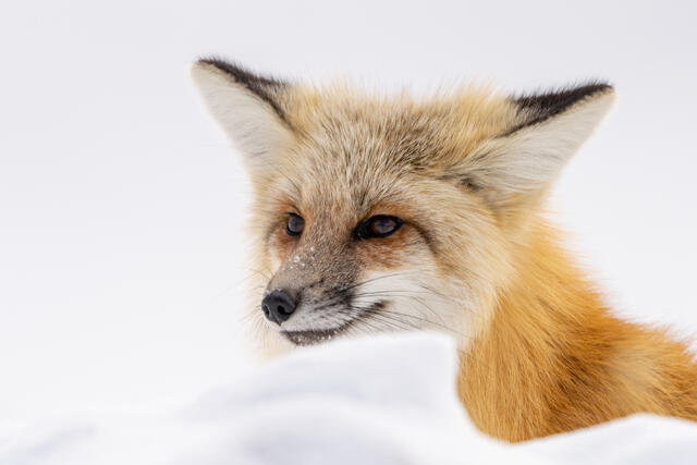 Fox-photo-8
