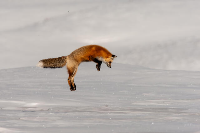 Fox-photo-24