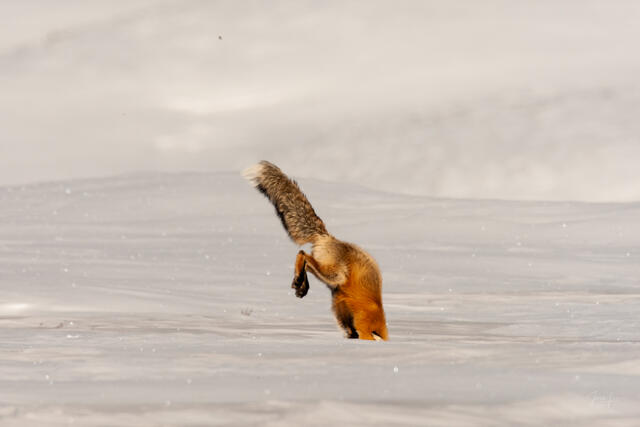 Fox-photo-26
