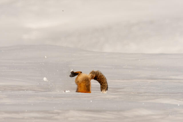 Fox-photo-28