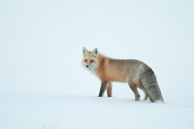 Fox-photo-18