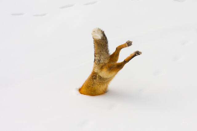 Fox-photo-29