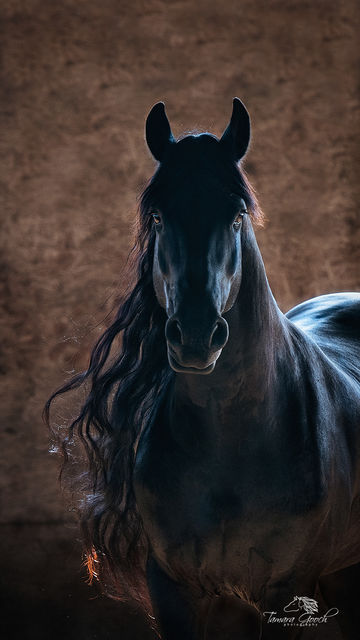 Horse Photography by Tamara Gooch  |  Fine Art Prints