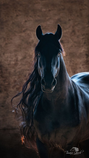 Friesian Stallion Ebony Photo EPW2_3415