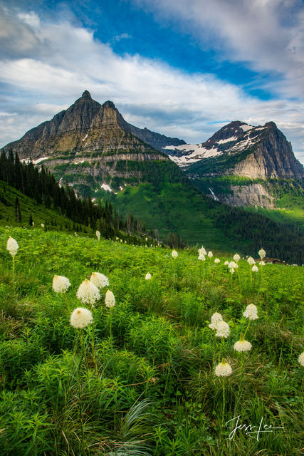 Glacier National Park Photography Print of bear grass meadow