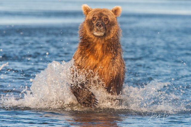 Picture of Grizzly Bear