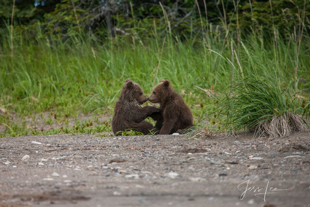 Picture of Grizzly Bear