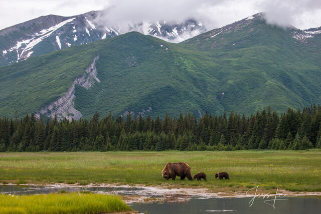 Picture of a Grizzly Bear, Limited Edition Fine Art Photography Print From Jess Lee"s Bear Photo Gallery
