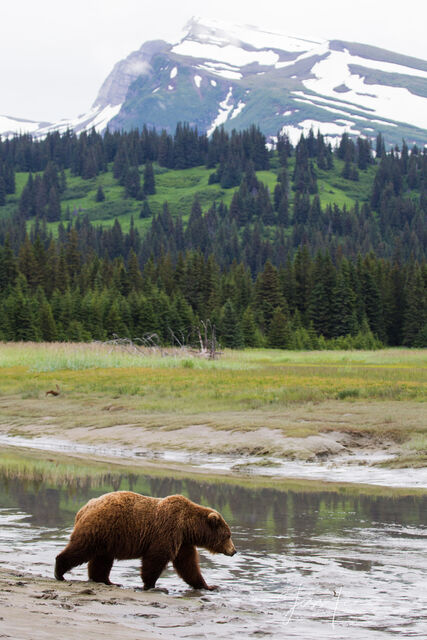 Picture of Grizzly Bear