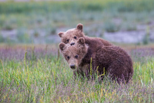 Picture of a Grizzly Bear, Limited Edition Fine Art Photography Print From Jess Lee"s Bear Photo Gallery
