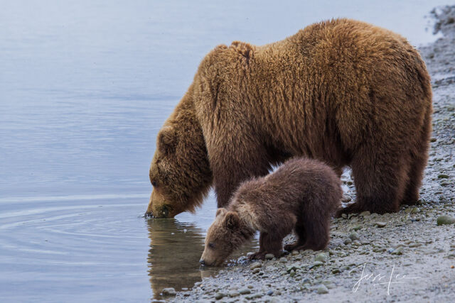 Picture of a Grizzly Bear, Limited Edition Fine Art Photography Print From Jess Lee"s Bear Photo Gallery