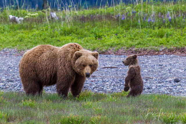 Picture of a Grizzly Bear, Limited Edition Fine Art Photography Print From Jess Lee"s Bear Photo Gallery