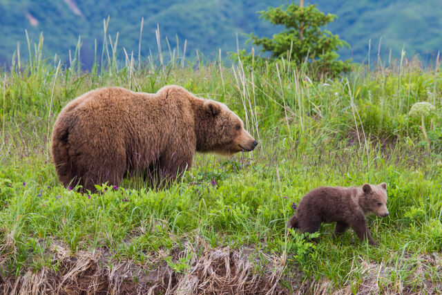 Picture of a Grizzly Bear, Limited Edition Fine Art Photography Print From Jess Lee"s Bear Photo Gallery